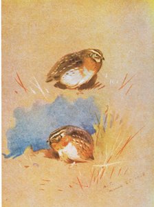 一般的なパートリッジ研究、パブ。ブッククラブアソシエイツ、1972年 作： Archibald Thorburn
